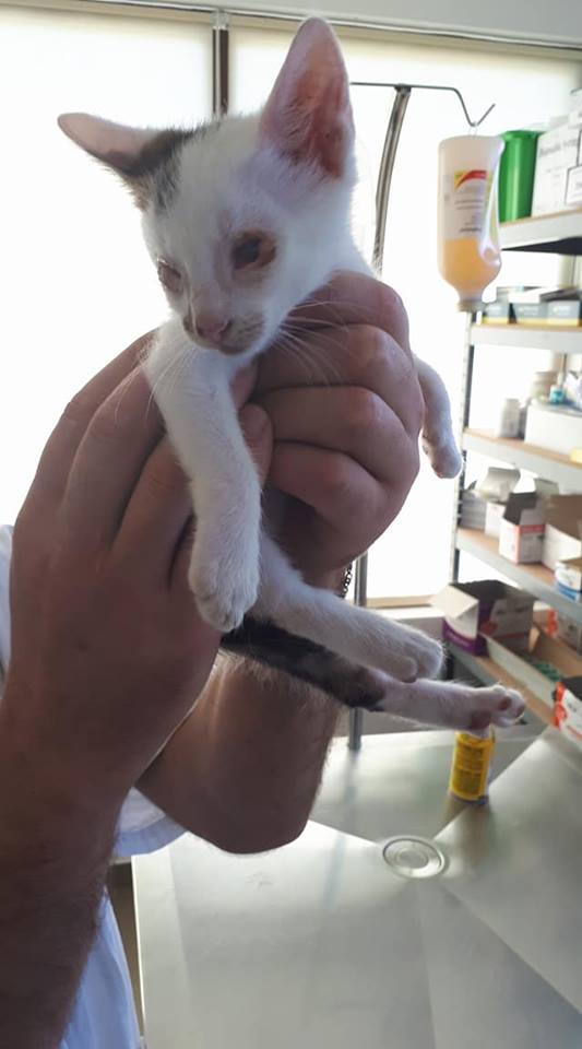 Mr SPOCK - chaton mâle, aveugle, né environ en mars 2017 - chez Lucian - Réservé FA par Abysse - Adopté par Valérie (92) M_spoc15