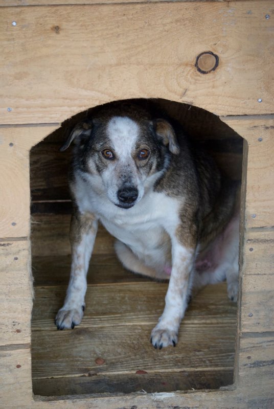 PADOC - chien âgé, né environ juillet 2008, amical et sociable, taille moyenne (Pascani) adopté par Séverine (93) - décédé Padoc10