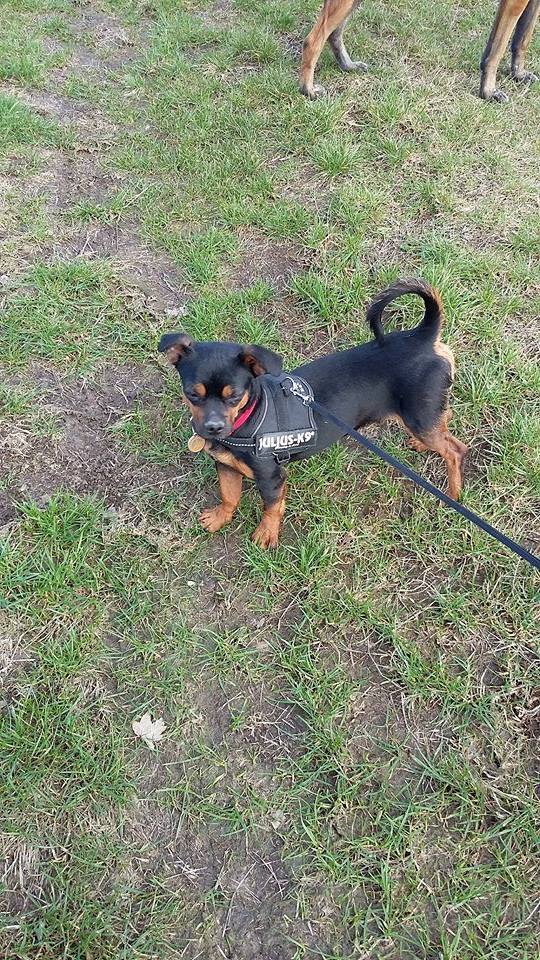 PEPITO - chien croisé de petite taille, né 10 octobre 2015 - REFUGE ALINA ET ANDA. Adopté par Sylvie (depart77) Pepito10