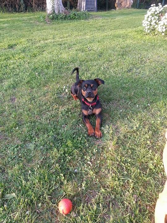 PEPITO - chien croisé de petite taille, né 10 octobre 2015 - REFUGE ALINA ET ANDA. Adopté par Sylvie (depart77) Pepito12