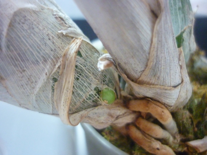 catasetum imperiale racine ou hampe? P1180415