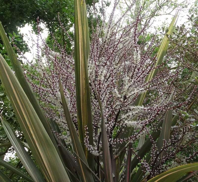 ces quelques fleurs de nos jardins Cordyl10