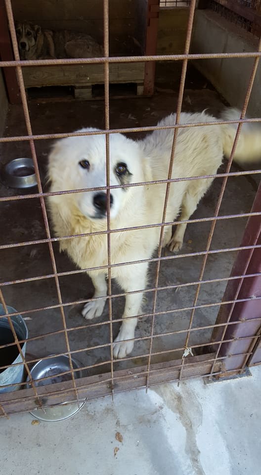 MALOU, M-X, 30kg, né ? (FOURRIERE ORASTIE) - A l'adoption via Refuge Pas si Bêtes 18952610