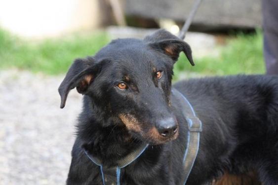 Rio dit Helios, mâle Beauceron né en 2012 27381910