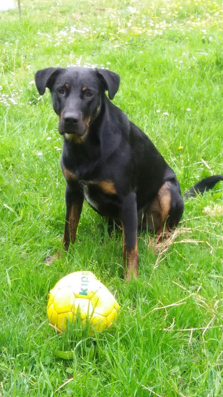 Laos mâle croisé Berger Hollandais Beauceron né le 25/02/15 Unnam156