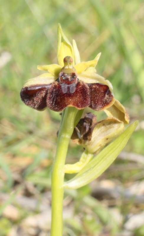 Orchidée de mars avec le labelle qui déborde sur les sépales Img_4820