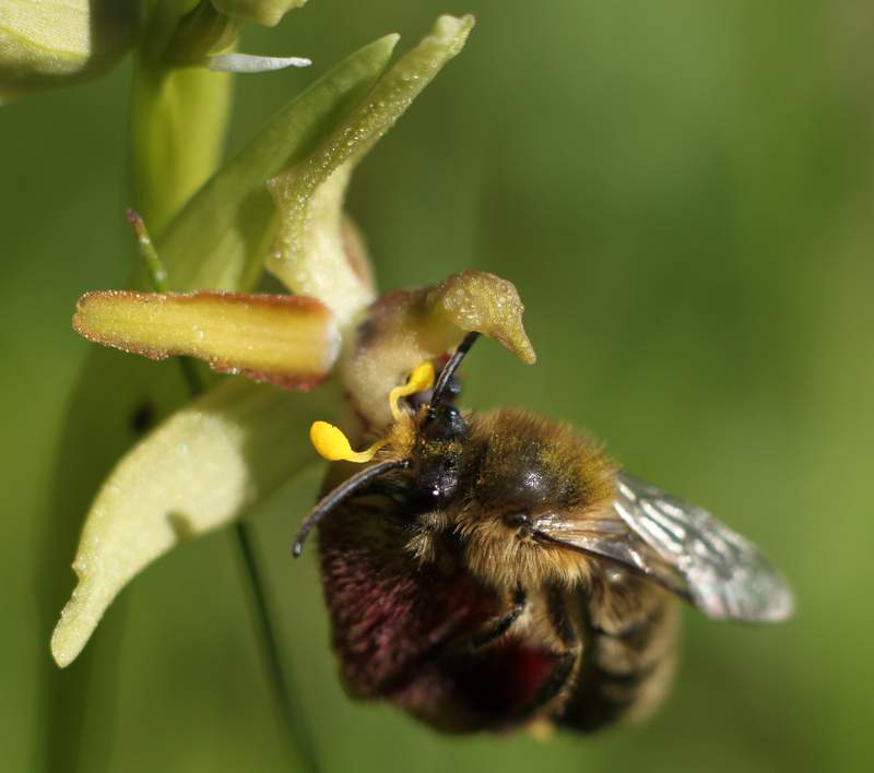 Ophrys de mars et trés chère abeille pollinisatrice Img_4824