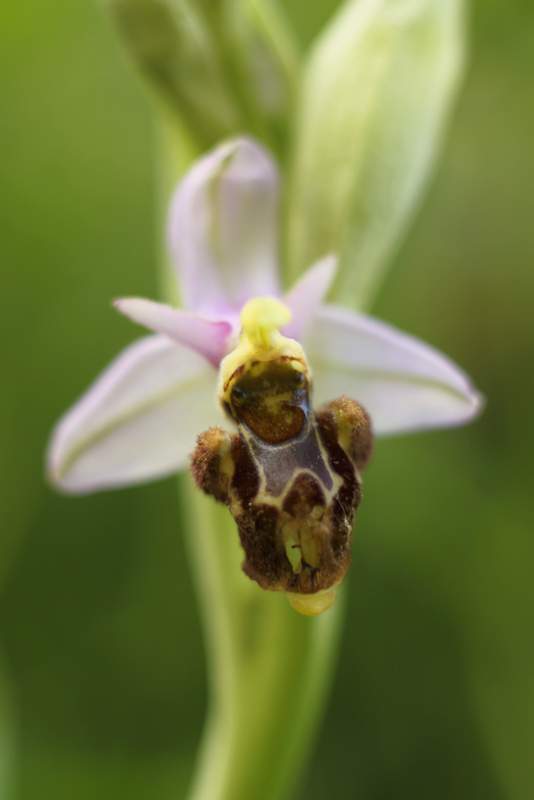 Ophrys scolopax Img_4917