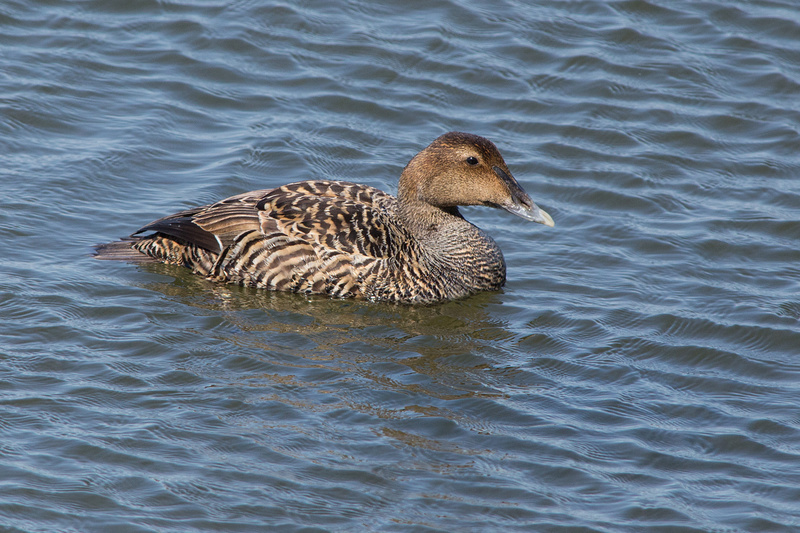 Eider à duvet au Bic Eider_11