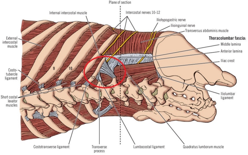 Fascia ombilical de Richet / Ligament lombo-costal de Henlé Loadbi10