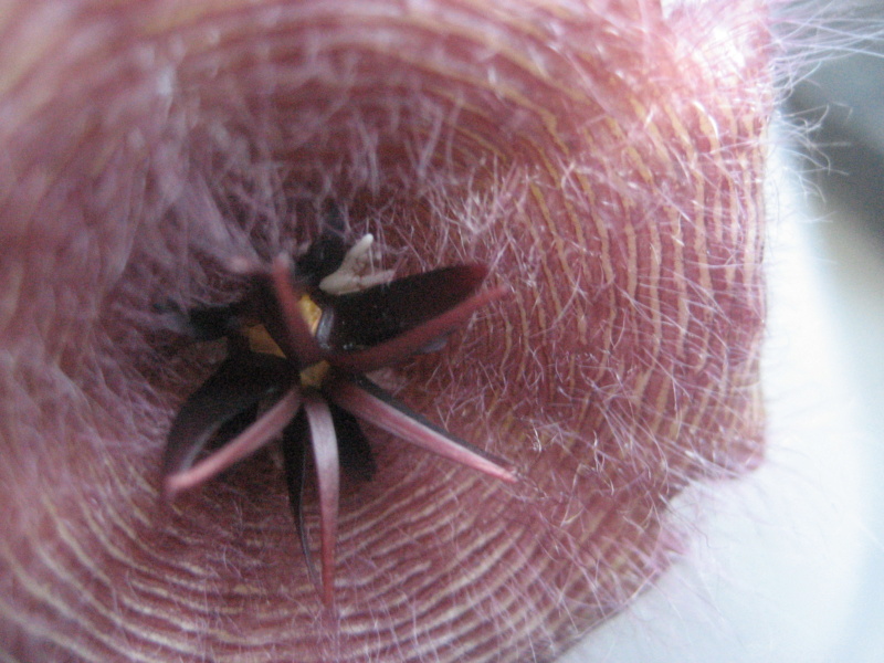 Stapellia gettlifei en fleur. Img_1454