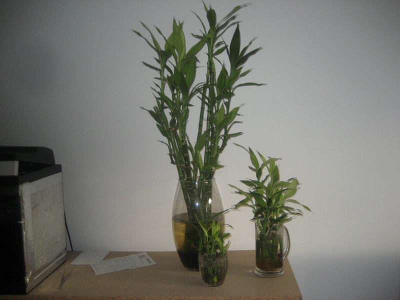 GILLES17 - Mes plantyounettes. Img_1545