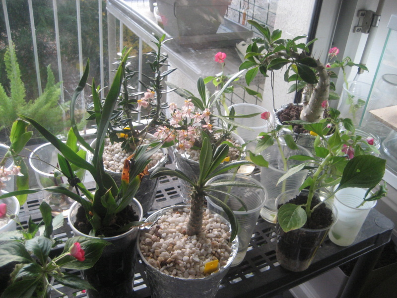 GILLES17 - Mes plantyounettes. Img_1546