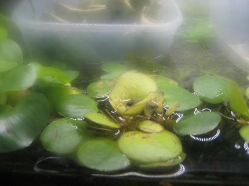 GILLES17 - Mes plantyounettes. Img_1549