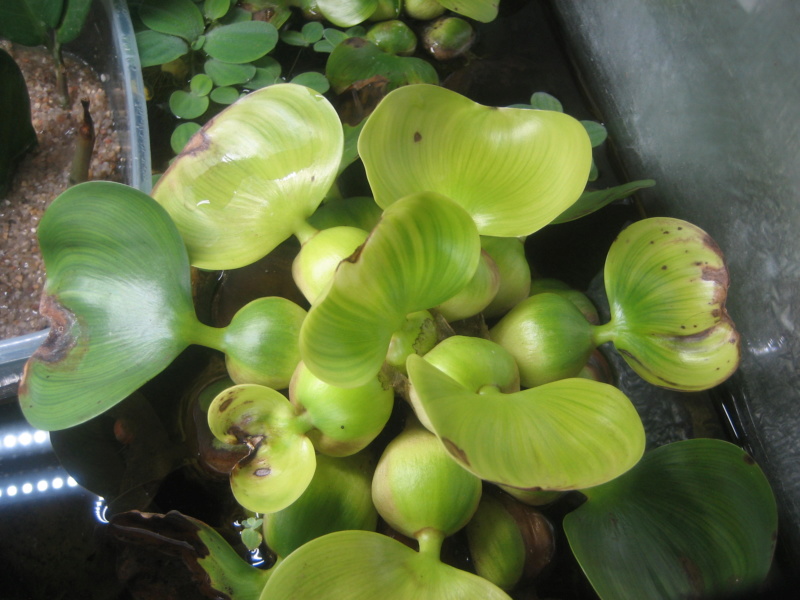 GILLES17 - Mes plantyounettes. Img_1550