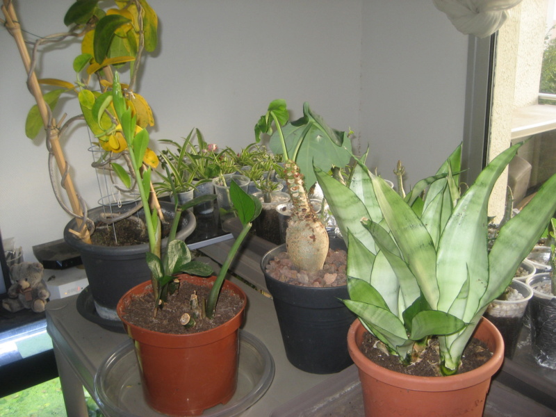 GILLES17 - Mes plantyounettes. Img_1552