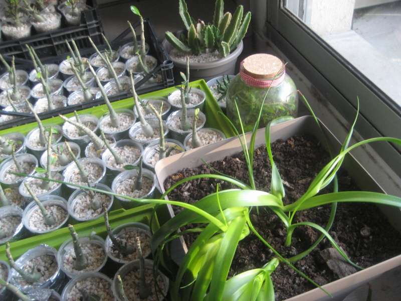 GILLES17 - Mes plantyounettes. Img_1553