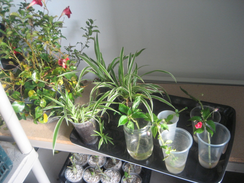 GILLES17 - Mes plantyounettes. Img_1555