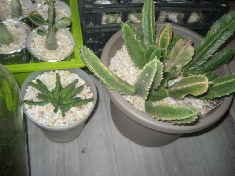 GILLES17 - Mes plantyounettes. Img_1558