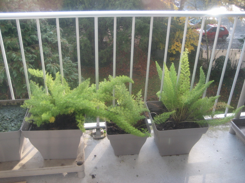 GILLES17 - Mes plantyounettes. Img_1561