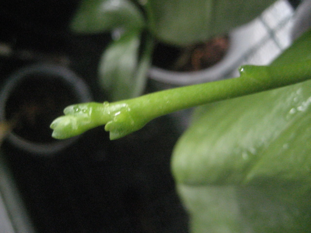 phalaenopsis refloraison Img_1634