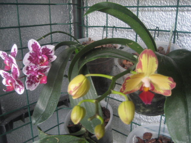 phalaenopsis refloraison Img_1741