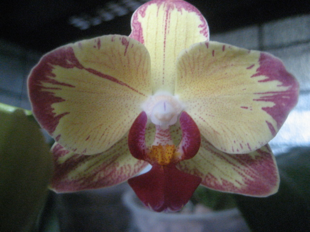 phalaenopsis refloraison Img_1743