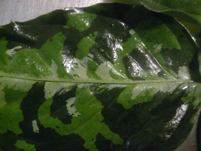 Aglaonema pictum 'Tricolor' Img_1927