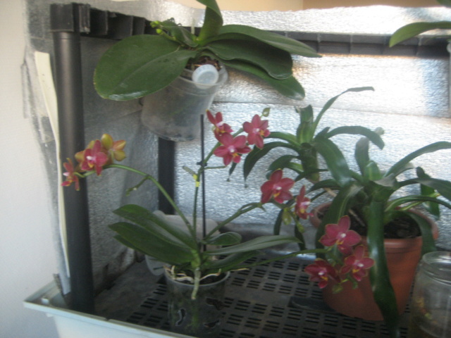 Phalaenopsis (pas certain) Img_2619