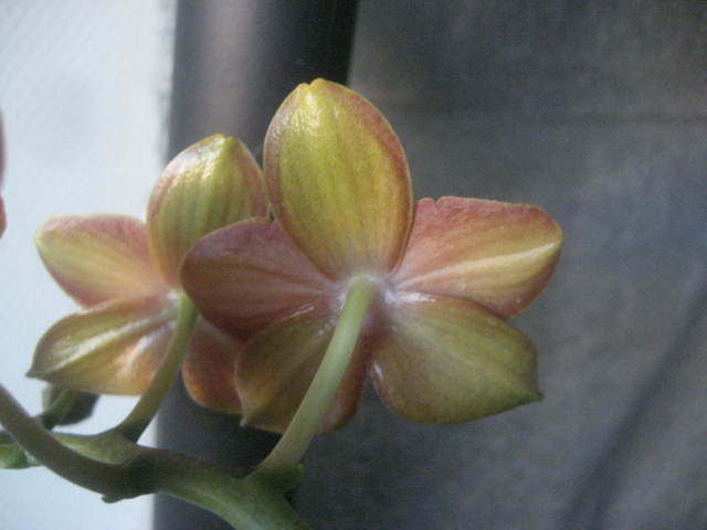 Phalaenopsis (pas certain) Img_2620