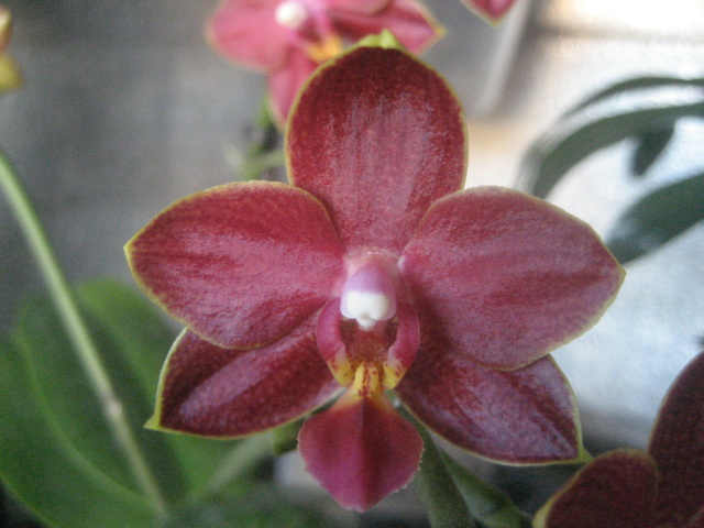 Phalaenopsis (pas certain) Img_2621