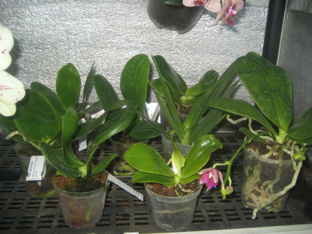 Phalaenopsis tetraspis Img_2711