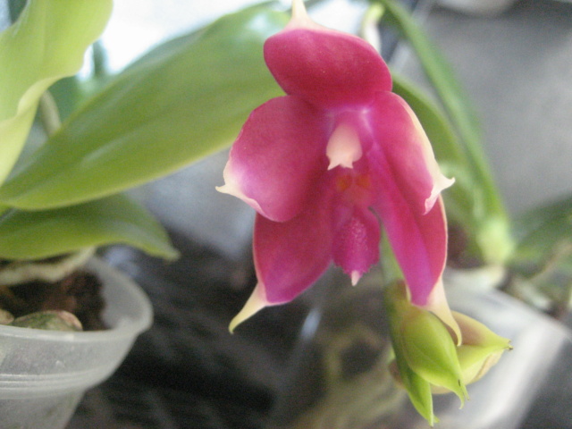 Phalaenopsis bellina Img_2712