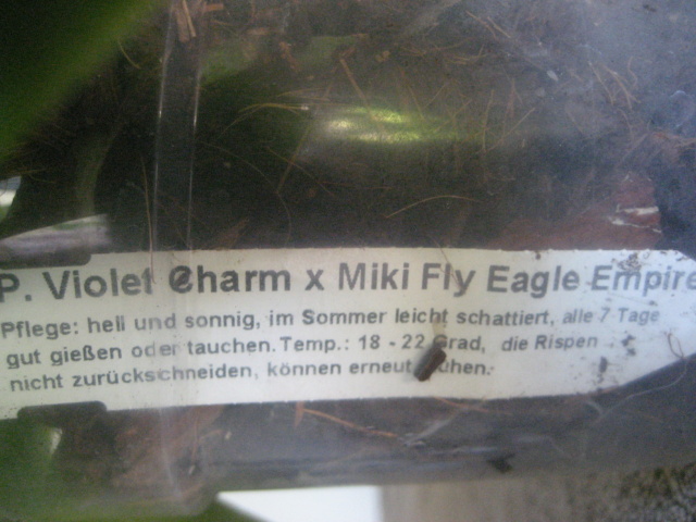 Phalaenopsis Violet Charm X miki fly eagle empire. Img_2731