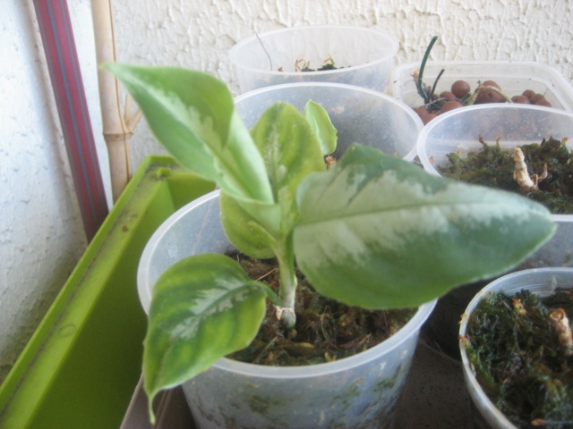 Aglaonema Pictum Tricolor - Page 5 Img_2814