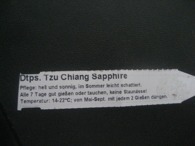 DTPS (Doritaenopsis, croisement entre Doritis et Phalaenopsis) Tzu Chiang Sapphire Img_2823