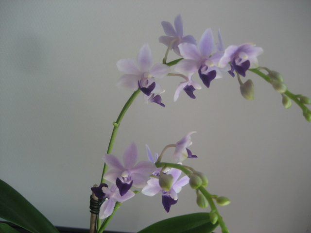 Phalaenopsis Tzu Chiang Sapphire Img_2835