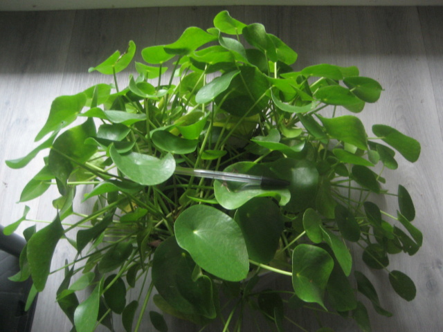 Pilea peperomioides Img_2911