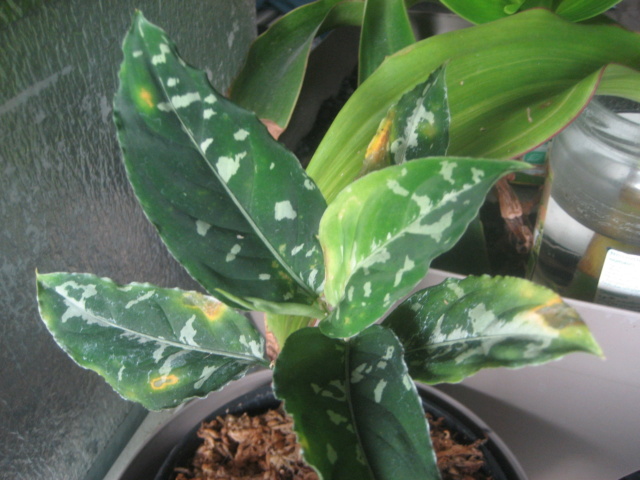 Aglaonema Pictum Tricolor - Page 5 Img_2922