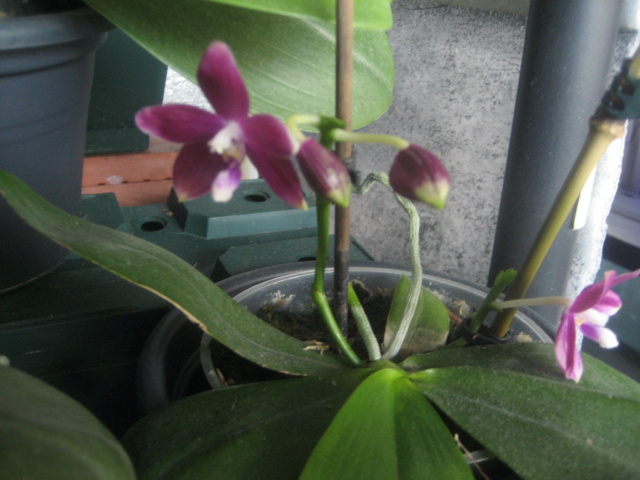 Phalaenopsis Speciosa miki purple Img_3017