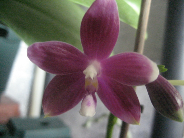 Phalaenopsis Speciosa miki purple Img_3018