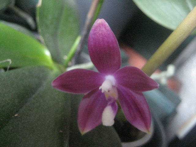 Phalaenopsis Speciosa miki purple Img_3019