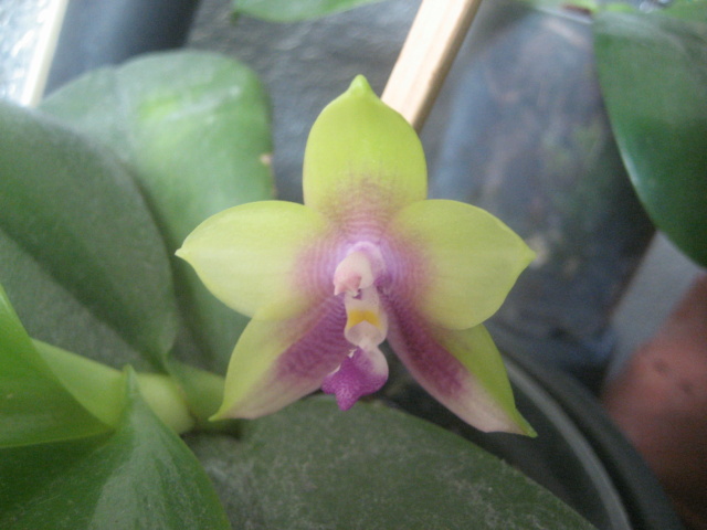 Refloraisons orchidées.  Img_3037