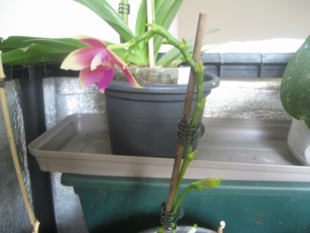 Refloraisons orchidées.  Img_3038