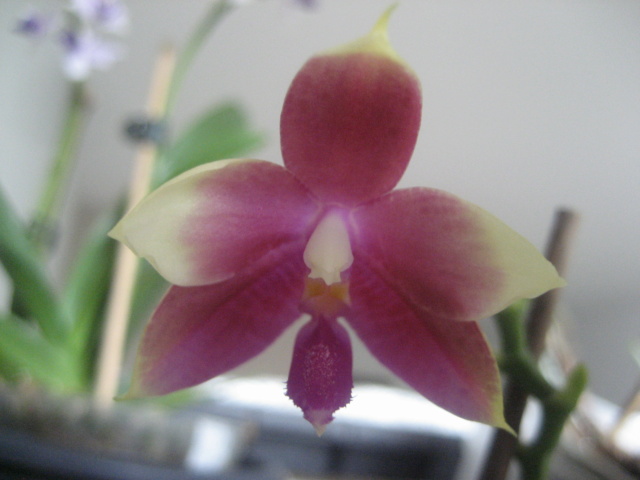 Refloraisons orchidées.  Img_3039