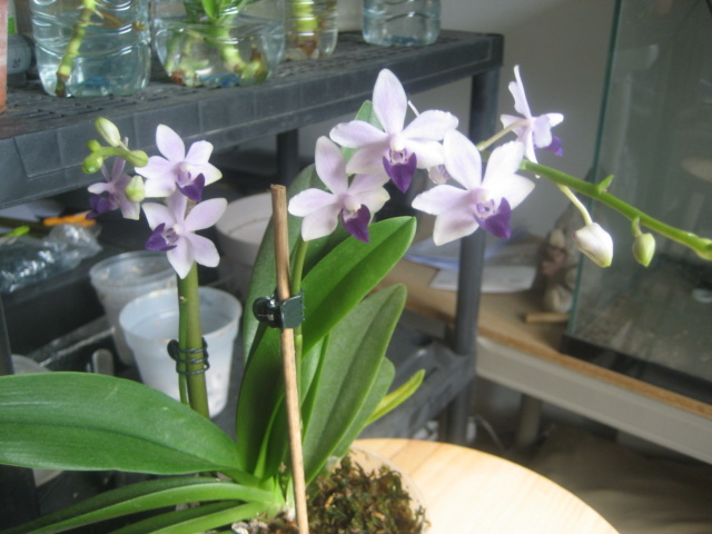 Refloraisons orchidées.  Img_3041