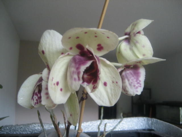 Refloraisons orchidées.  Img_3044