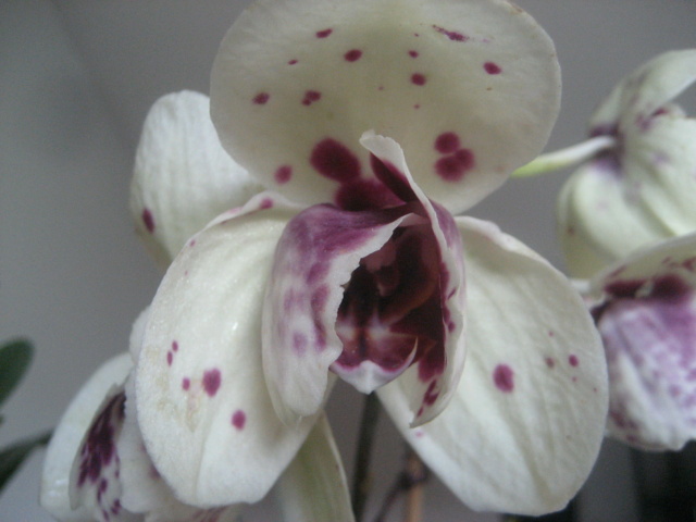 Refloraisons orchidées.  Img_3046