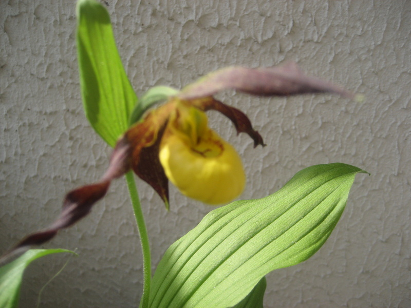 Le réveil de mon Cypripedium calceolus Img_9811