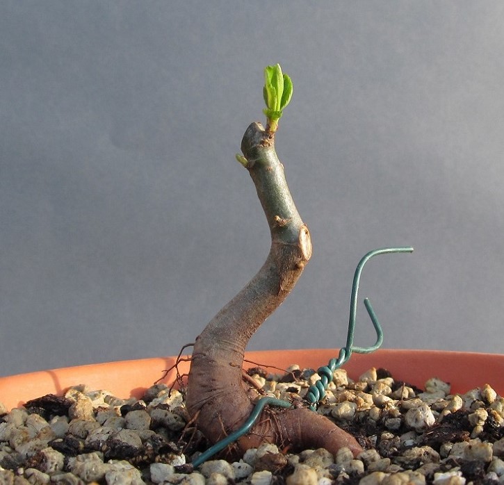 Come iniziare a bonsai un Melo nato da seme Melo_s10